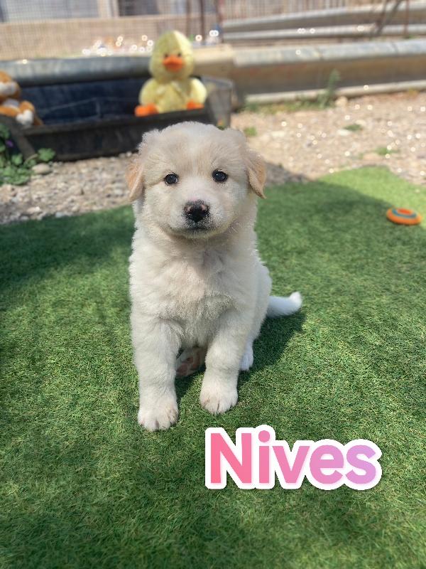 Nives In Adozione