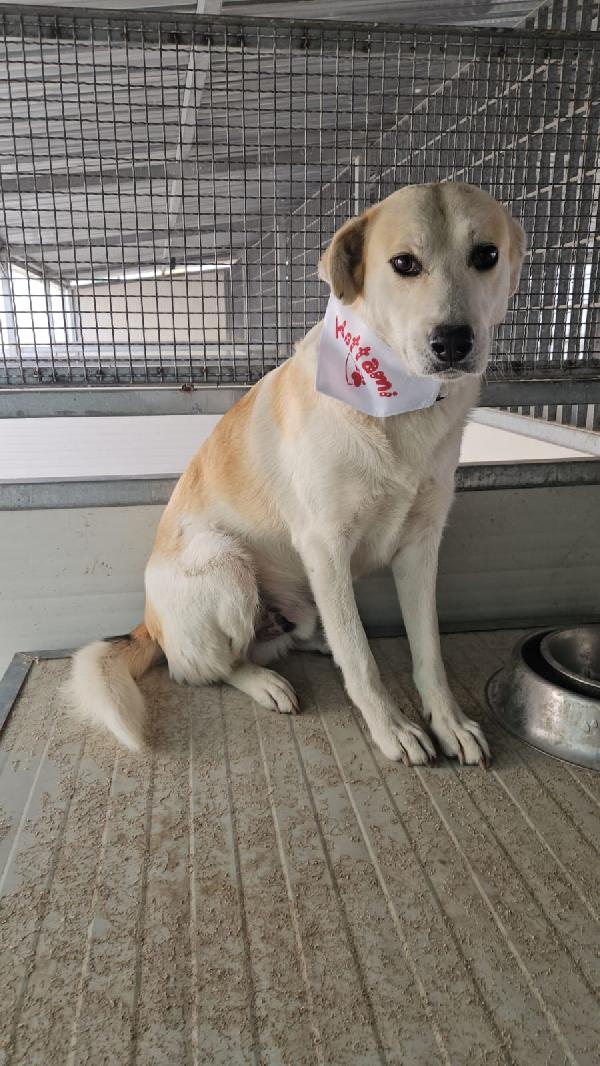 Gerry Meraviglioso Cagnolino Cerca Casa 
