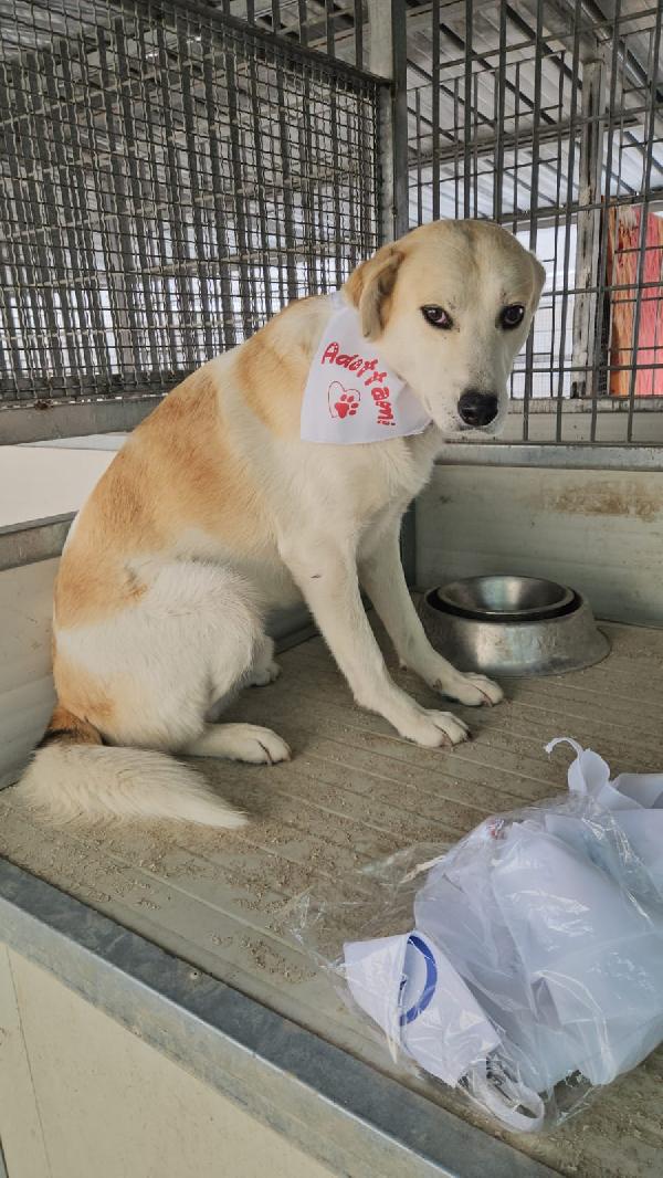 Gerry meraviglioso cagnolino cerca casa  Foto 2