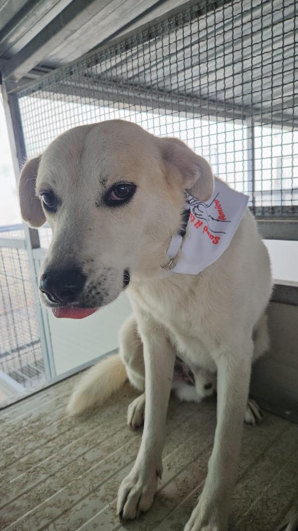 Gerry meraviglioso cagnolino cerca casa  Foto 3