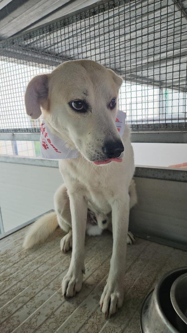 Gerry meraviglioso cagnolino cerca casa  Foto 4