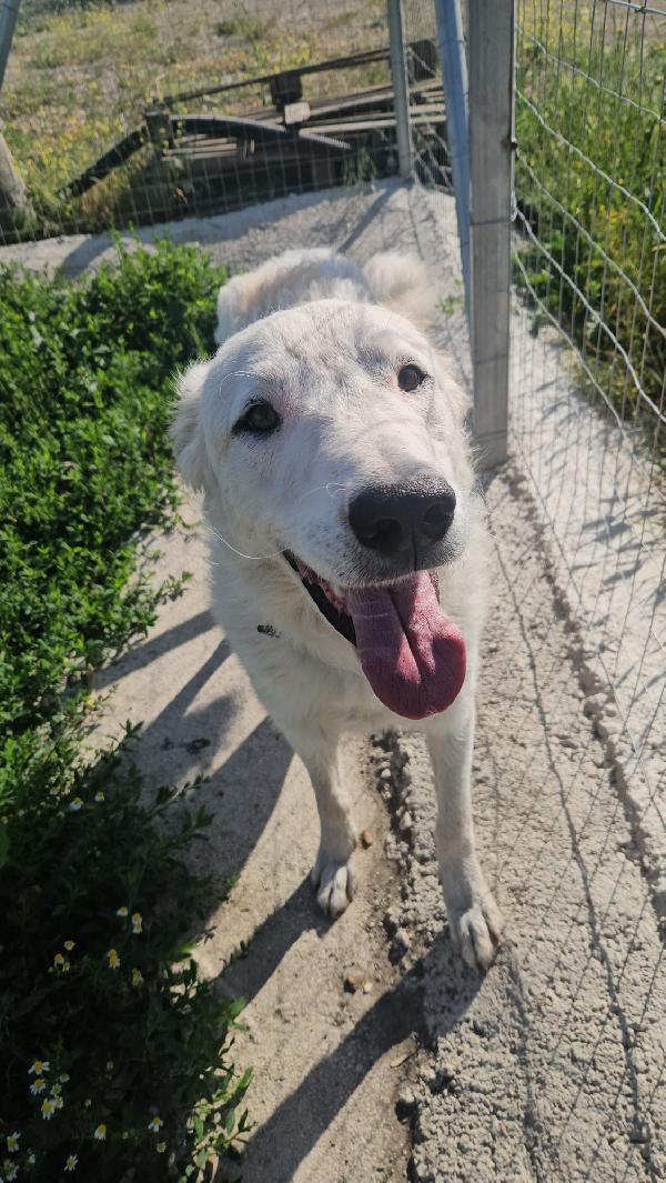 Ugo Splendido Giovanotto Simil Pastore / Spinone Cerca Famiglia 