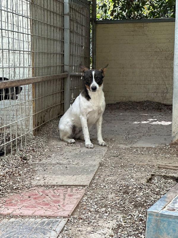 Bonnie Giovane Cagnolina Cerca Famiglia Paziente