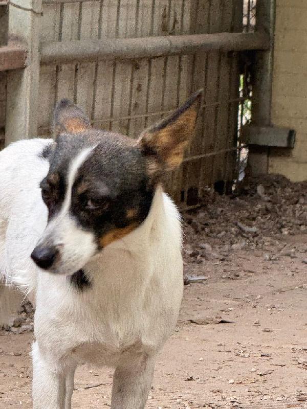 Bonnie giovane cagnolina cerca famiglia paziente Foto 2