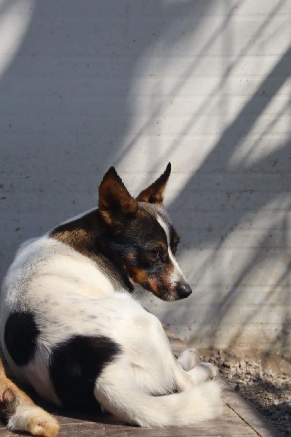 Bonnie giovane cagnolina cerca famiglia paziente Foto 3