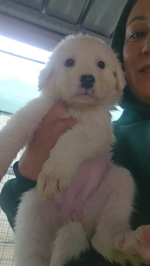 Olivia Splendida Dolce Cucciolotta Cerca Casa 