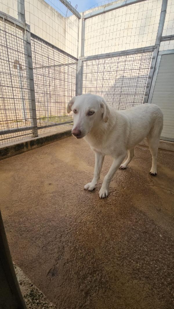 Chiara splendida giovanotta simil labrador cerca casa  Foto 2