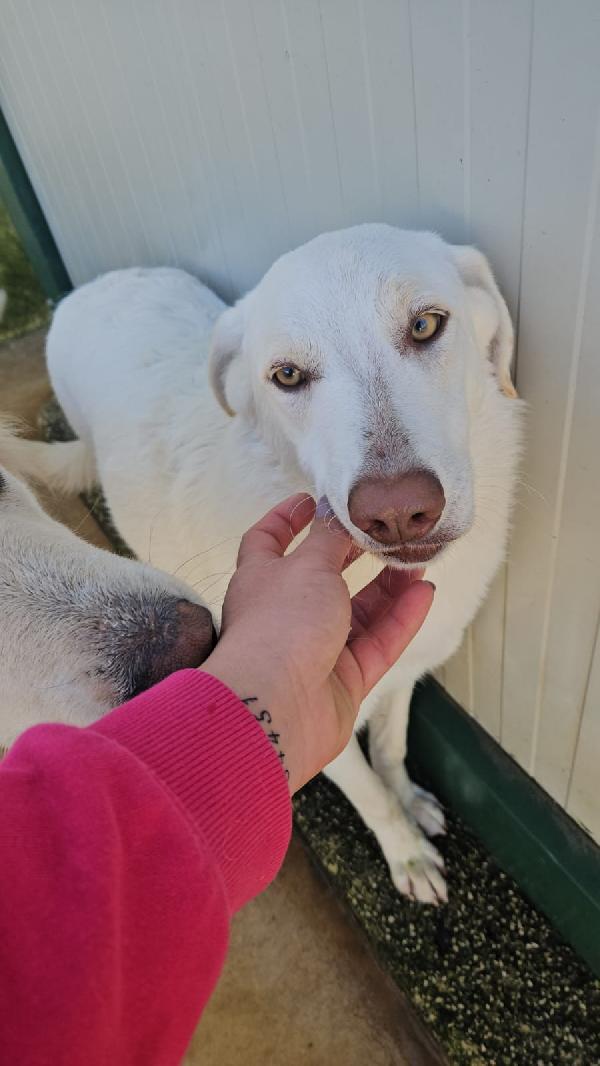Chiara splendida giovanotta simil labrador cerca casa  Foto 4