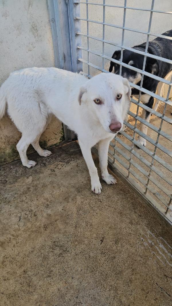 Chiara splendida giovanotta simil labrador cerca casa  Foto 7