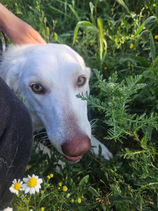 Chiara splendida giovanotta simil labrador cerca casa  Foto 8