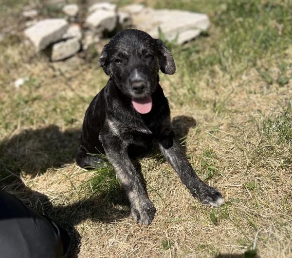Cucciolo Shadow