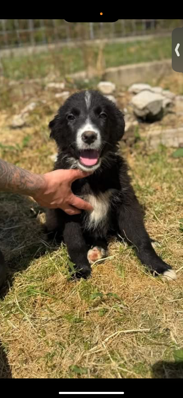 Flic Il Simil Border Collie 