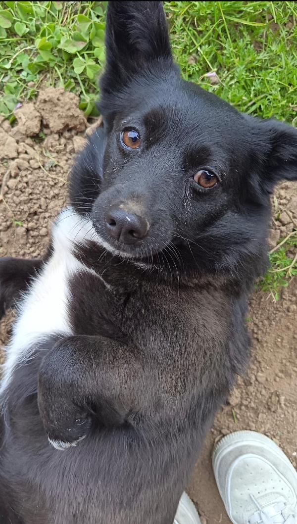 Loona, Adorabile Cagnolina In Adozione!