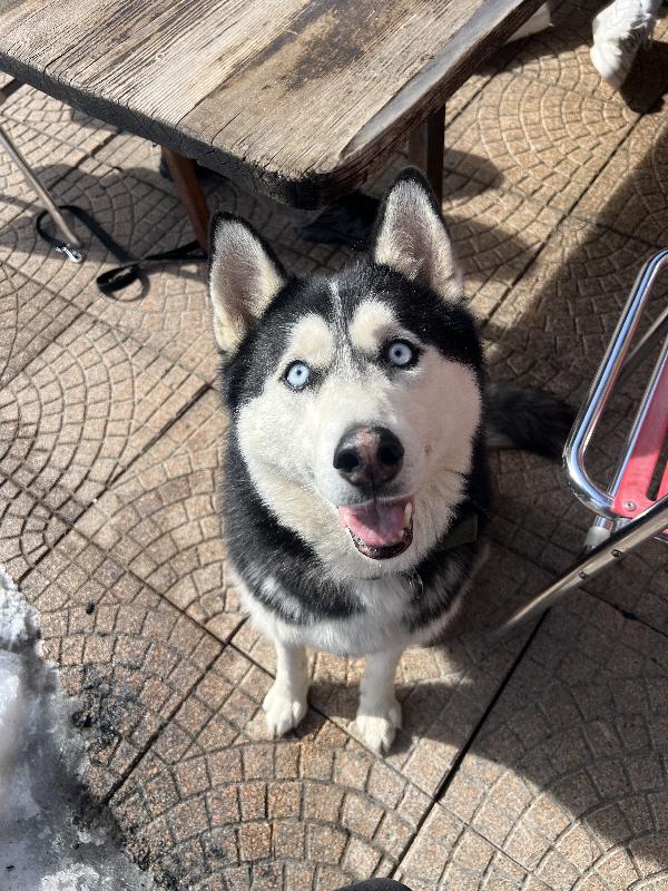 Cerco Una Nuova Casa Piena D’amore Per Sky 🐾