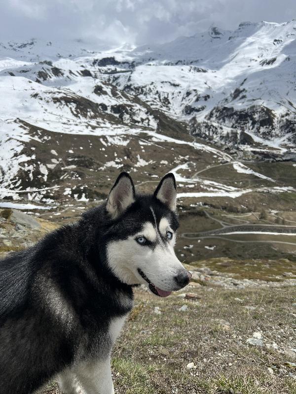 Cerco una nuova casa piena d’amore per Sky 🐾 Foto 2