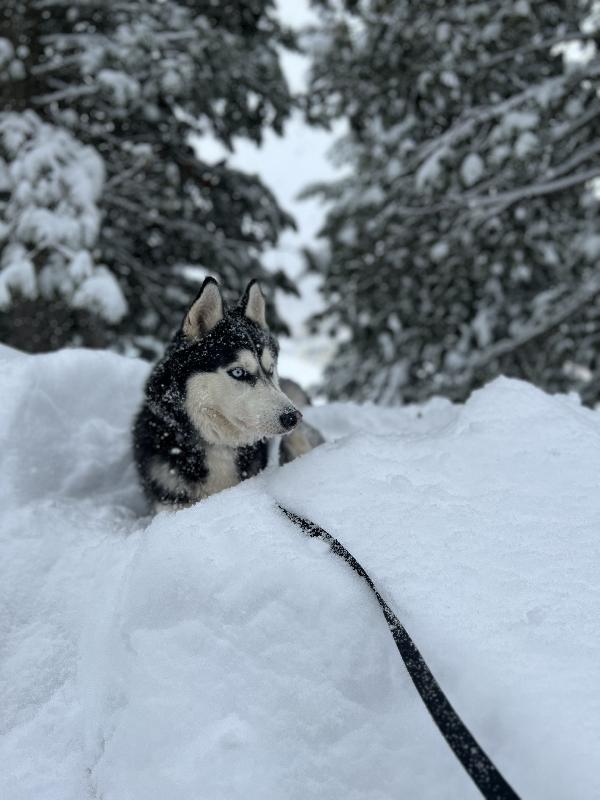 Cerco una nuova casa piena d’amore per Sky 🐾 Foto 3