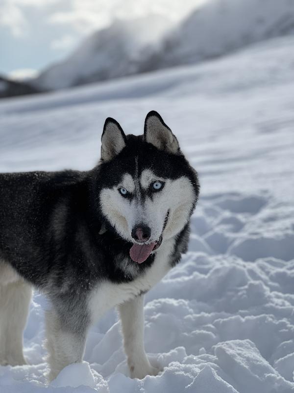 Cerco una nuova casa piena d’amore per Sky 🐾 Foto 4