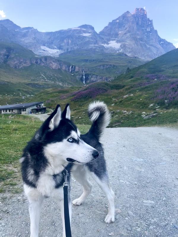 Cerco una nuova casa piena d’amore per Sky 🐾 Foto 5