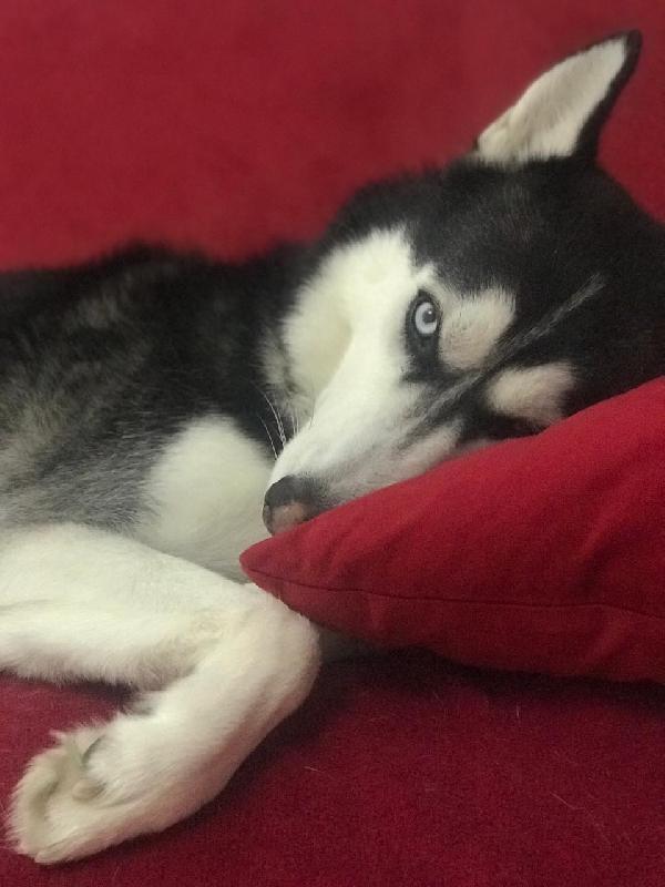 Cerco una nuova casa piena d’amore per Sky 🐾 Foto 6