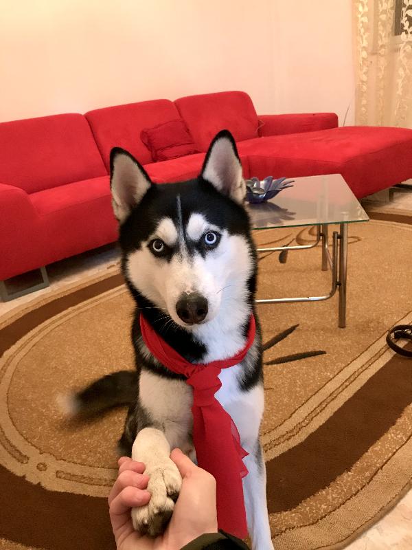 Cerco una nuova casa piena d’amore per Sky 🐾 Foto 7