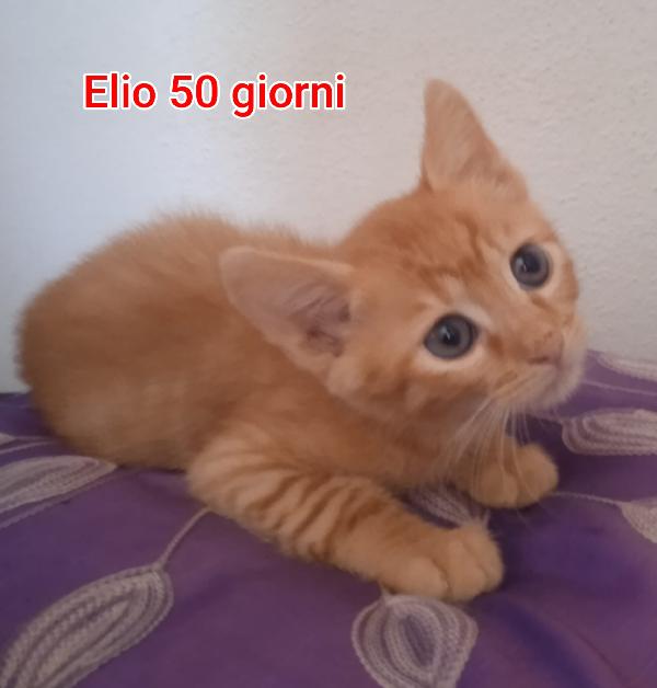 Miciottini bellissimi  Foto 3