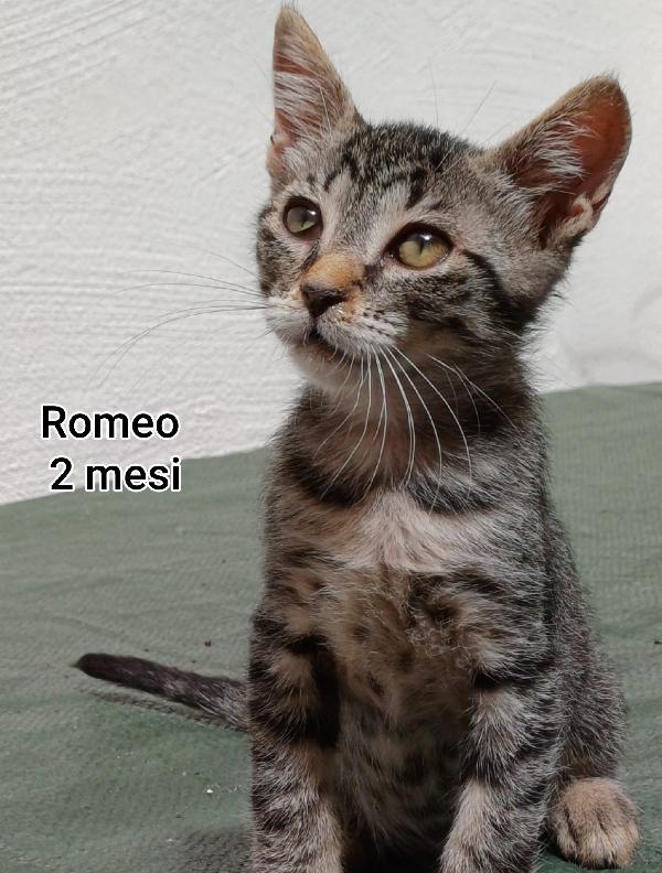 Miciottini bellissimi  Foto 4