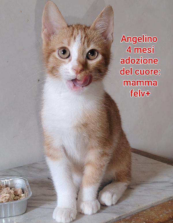 Miciottini bellissimi  Foto 5