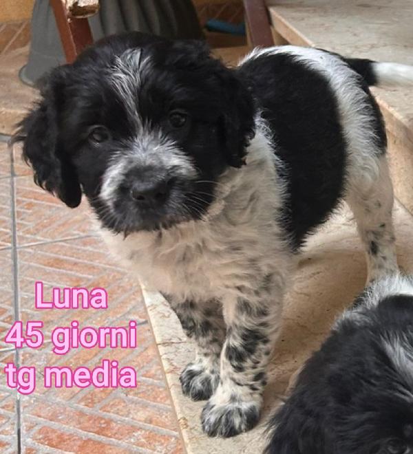 Emergenza Cucciolotti 