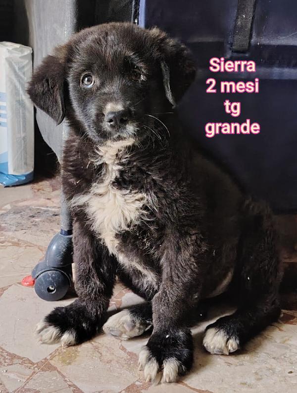 Emergenza cucciolotti  Foto 2