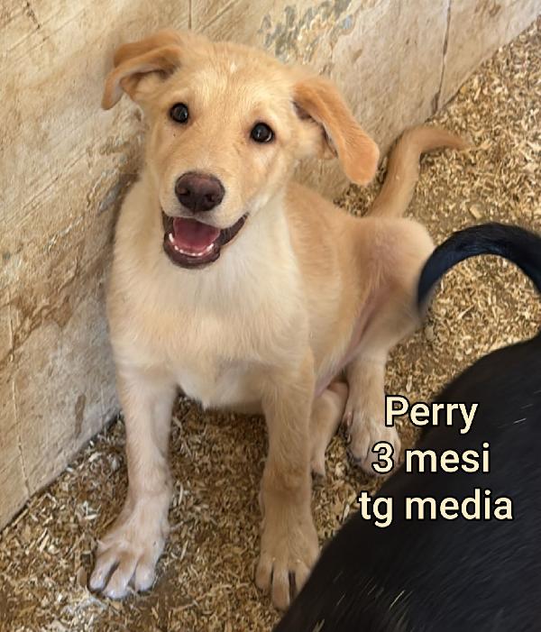 Emergenza cucciolotti  Foto 3