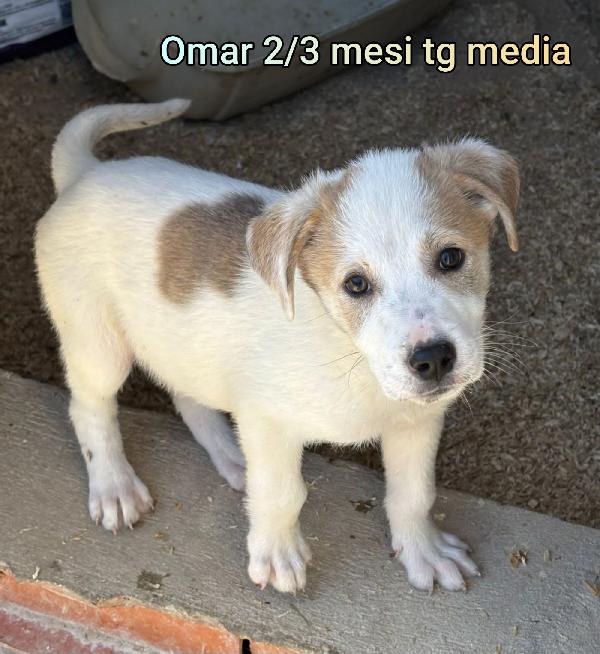 Emergenza cucciolotti  Foto 4