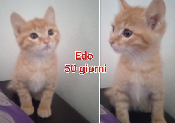 Siamo Sommerse Dai Gattini