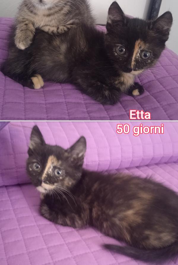 Siamo sommerse dai gattini Foto 2