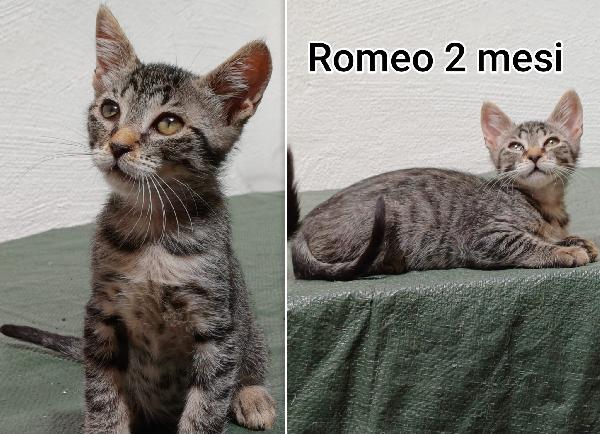 Siamo sommerse dai gattini Foto 3