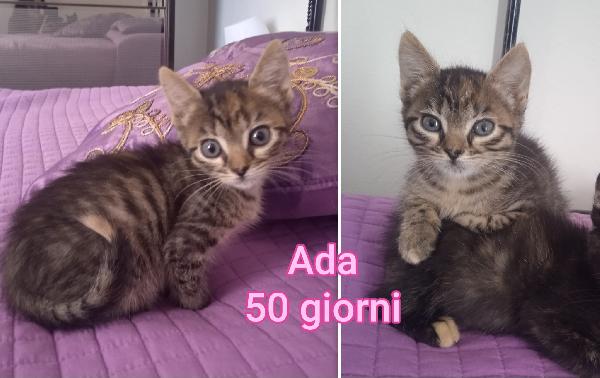Siamo sommerse dai gattini Foto 4