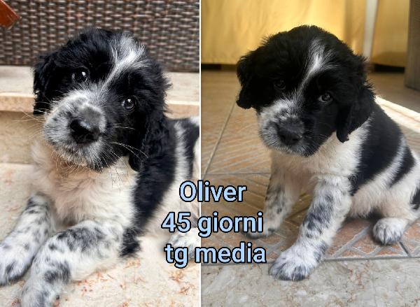 2 Mesi: Tenerissimi Cuccioli 