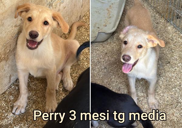 2 mesi: tenerissimi cuccioli  Foto 2