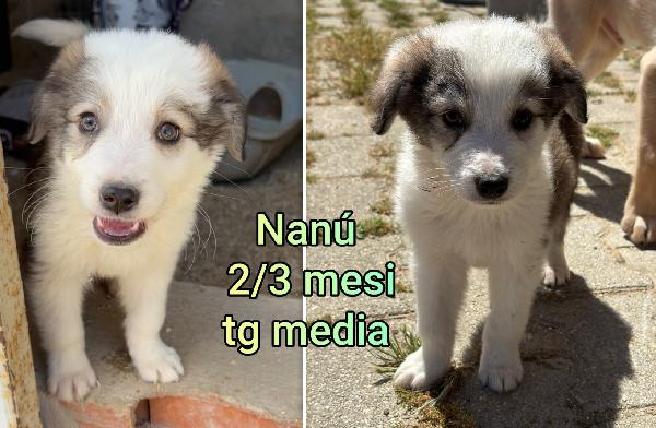2 mesi: tenerissimi cuccioli  Foto 3