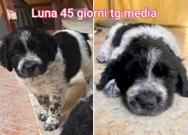 2 mesi: tenerissimi cuccioli  Foto 5