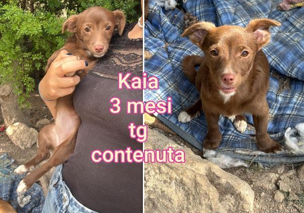 2 mesi: tenerissimi cuccioli  Foto 8