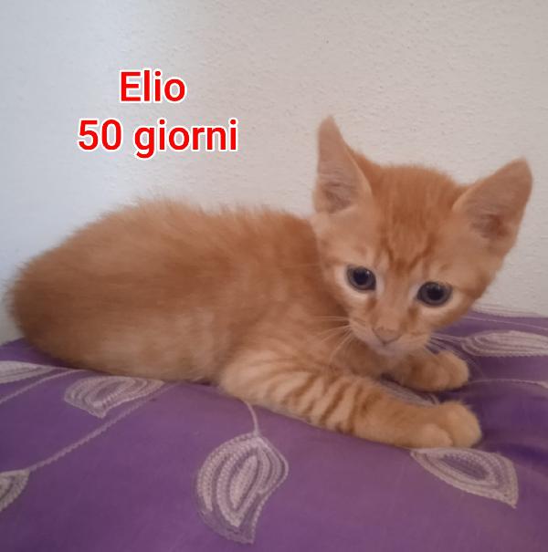 MICINI CERCANO CASA Foto 4