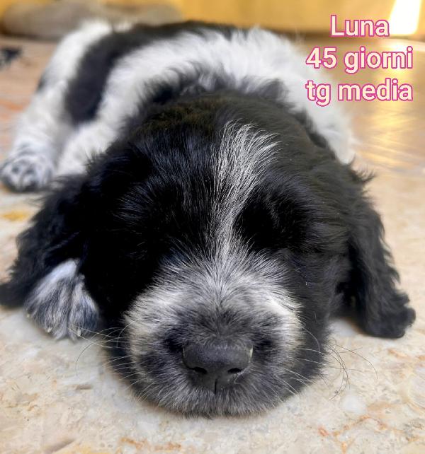 Cuccioli Buttati A Morire 