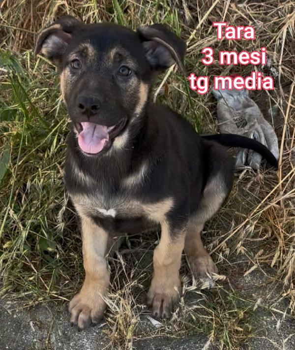 Cuccioli buttati a morire  Foto 3
