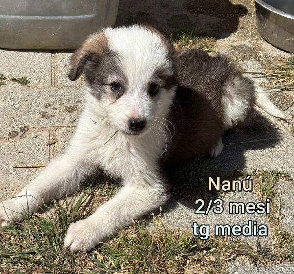 Cuccioli buttati a morire  Foto 5