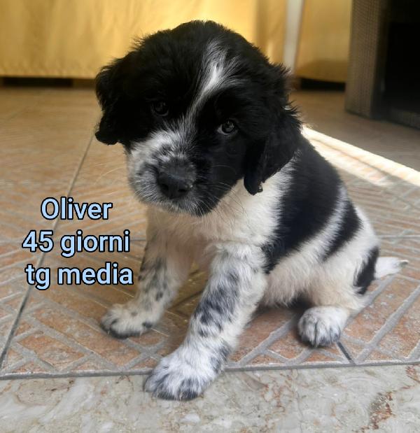 Cuccioli Soli In Rifugio 