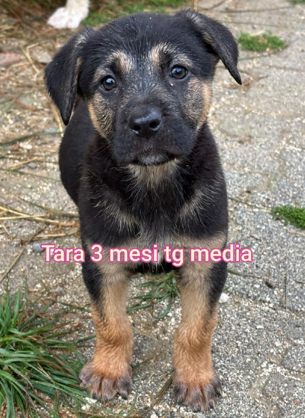 Cuccioli soli in rifugio  Foto 7