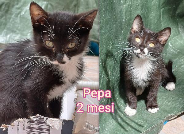 Dolcissimi gattini adozioni Foto 4