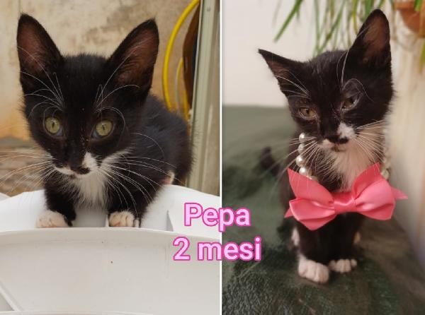 Dolcissimi gattini adozioni Foto 5