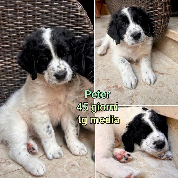 Ancora Troppi Cuccioli Abbandonati 