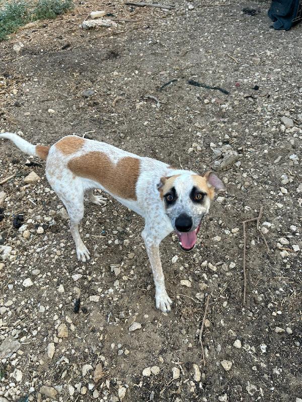 Cagnolino di soli 12 kg  Foto 4